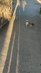 Morning dog walk documented across Mont-roig del Camp, Spain