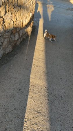 Morning dog walk documented across Mont-roig del Camp, Spain
