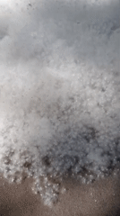 Summer poplar fluff blankets Moscow streets in seasonal display
