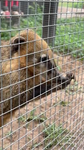 The video shows a coati standing behind a metal cage in an outdoor enclosure. It is a light brown color with a black nose and patches around its eyes. The coati is holding onto the metal bars with its front paws. Behind the cage is a grassy area. The coati moves around and seems to be trying to get something from outside the cage. A person speaking in Russian can be heard in the background.