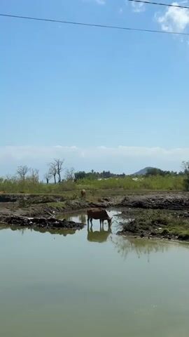 A brown cow is drinking water from a muddy pond in a rural landscape. The cow is standing in the middle of the pond, with its head lowered to drink. The water is murky and reflects the sky, which is a clear blue with a few white clouds. The surrounding area is covered in green vegetation, with some bare trees in the background. There is another cow in the distance, further back from the pond. The scene appears to be in a dry or warm climate, given the presence of the pond and the appearance of the vegetation. The overall atmosphere is serene and peaceful, with the cow undisturbed as it drinks.