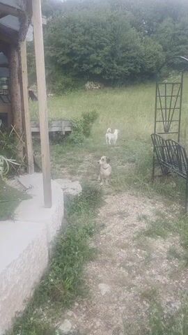 This video shows two dogs in an outdoor setting. The dog in the foreground is a small brown and white dog sitting on the ground, looking at the camera. In the background, a larger white dog stands in a grassy area. The environment appears to be a yard or garden, with a wooden structure and some metal furniture visible. The lighting suggests it is daytime.
