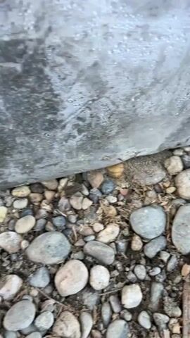The video shows a close-up of small, smooth pebbles and dirt on the ground, adjacent to a textured, gray, cylindrical object that appears to be a pipe or a large rock covered in condensation. The condensation on the object creates a bubbly texture. The camera slowly pans from left to right, revealing more of the pebbles and the base of the gray object.