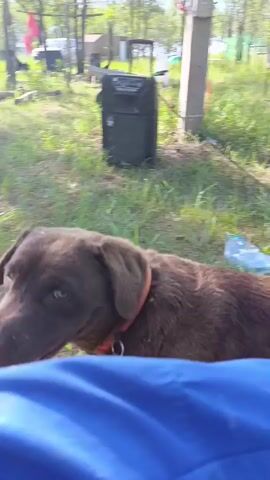 The video shows a close-up of a brown Labrador dog. The dog's tongue is hanging out and its mouth is open, suggesting it may be panting or excited. The dog is wearing a collar. The background appears to be an outdoor setting with grass and some greenery. Part of a person's blue shirt is visible in the foreground. The camera angle suggests the person is sitting or kneeling, interacting with the dog. The lighting indicates it is daytime.
