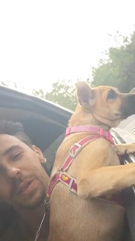 The video shows a selfie taken from inside a car. A man is on the left side of the frame, and a tan-colored dog is on the right. The dog is wearing a pink and yellow harness with heart designs. The dog is leaning out of the car window, with its paws on the car door frame. The man is smiling and looking at the camera. In the background, a road curves to the right, with trees and vegetation on either side. There are other cars on the road in the distance. The sky is bright and overcast. The video is oriented vertically.