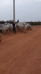 Daily Life Scenes Documented Across Nigerian Communities May 24