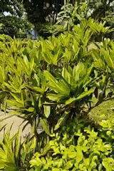 Garden pathway filmed in Arambol showing tropical vegetation