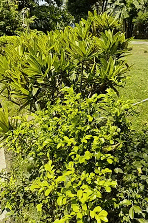 Garden pathway filmed in Arambol showing tropical vegetation