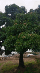 Ordinary life documented in Jos: construction work, agriculture, nature