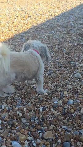 A Shih Tzu-type dog runs across a pebble beach towards a black and white dog. The Shih Tzu stops, and the black and white dog approaches it. The Shih Tzu lies down, and the black and white dog sniffs it. The black and white dog then walks away, leaving the Shih Tzu lying on the beach. The video is shot from a low angle, and the sun is shining.