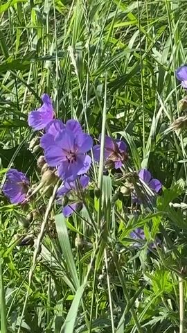 A close-up video captures a cluster of purple flowers with five petals, interspersed with green grass and other foliage. The camera is positioned to focus on the flowers, which appear to be swaying slightly. The lighting suggests it is daytime, possibly sunny. The background is blurred, indicating a shallow depth of field. There are no people or animals visible in the video. The overall impression is a serene natural scene, emphasizing the beauty of the flowers and their environment.