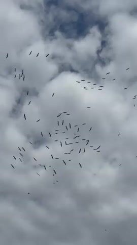 A flock of birds flies in a swirling pattern against a cloudy sky. The birds are silhouetted against the sky, making it difficult to determine their species. The clouds are dark and overcast, suggesting it may be a stormy day. The birds appear to be migrating or traveling in a large group.