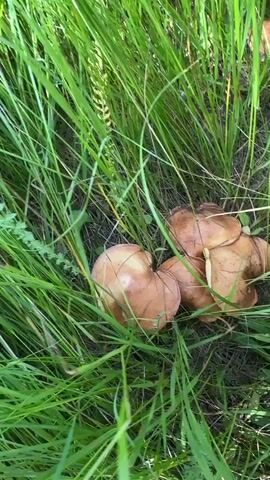 The video shows a close-up view of several mushrooms growing in thick green grass. The mushrooms have brown caps and appear to be in a natural, outdoor setting. The camera pans across the mushrooms, allowing the viewer to see their texture and shape. The sunlight suggests it is daytime, and the lush greenery implies a warm, possibly humid environment, typical of summer. The focus is entirely on the mushrooms and their immediate surroundings, with no people or other distinguishing features visible. The overall impression is one of a serene, nature-focused moment, highlighting the beauty of the fungi in their habitat. The scene is likely in a meadow or forest floor in Berezovka, Russia, given the context.