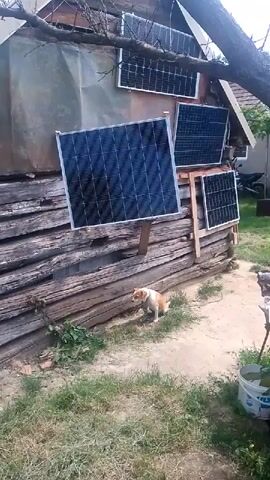 The video shows a rustic, wooden structure with several solar panels mounted on its exterior. A small, tan and white dog is visible in the foreground, near the base of the building. The dog appears to be sniffing or foraging in the grassy area. The building itself looks aged, with weathered wooden planks forming its walls. The solar panels are of various sizes and are positioned at different angles, suggesting an effort to capture sunlight efficiently. Some of the panels are mounted on a wooden frame attached to the wall, while others are directly affixed to the structure. The overall scene depicts a rural setting, likely in Berezynka, Ukraine, given the provided location context. The lighting suggests it's daytime, and the presence of greenery indicates a temperate climate, possibly spring or summer. There is no visible text in the video. The atmosphere feels utilitarian and somewhat improvised, focusing on the functionality of the solar power setup in a simple environment.