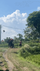 Morning kite flying and controlled burns in Sukawati rice paddies