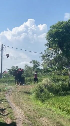 Morning kite flying and controlled burns in Sukawati rice paddies