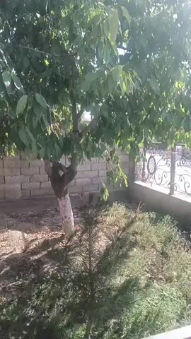 The video shows a residential area with a tree in the foreground. A fence with decorative metalwork separates the yard from a street. A blue tractor with a trailer is parked on the street. The sun is shining, and the sky is clear.