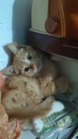 A close-up, shaky video shows an orange tabby kitten lying on its side amidst some plastic bags and what appears to be part of a shelf or drawer. The kitten is curled up, with its head tilted towards the camera, and its eyes are wide open. The kitten has white paws and a bushy orange tail. The background is dimly lit and appears to be indoors, with a hint of a beige and brown object in the upper right corner. The audio consists of a muffled voice speaking in Russian, with the words "raz" and "khleba" discernible.