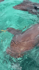 Nurse sharks spotted feeding near San Pedro Town, Belize