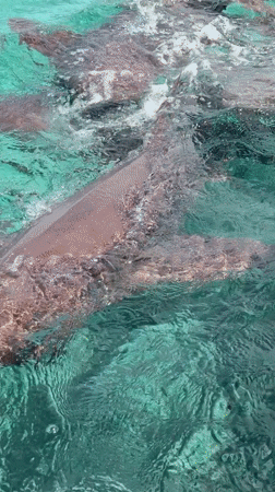Nurse sharks spotted feeding near San Pedro Town, Belize