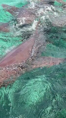 The video shows a close-up, overhead view of several sharks swimming in clear, turquoise water. The sharks are dark brown or reddish-brown in color. The water is shallow and appears to be near a boat, as indicated by a white and yellow edge visible at the bottom right of the frame. In the upper right corner, a person's hand is visible holding a smartphone, seemingly taking a picture or recording a video of the sharks. The sharks are swimming in a group, some of them close to the surface. The water is rippling, suggesting movement from the sharks and possibly the boat.
