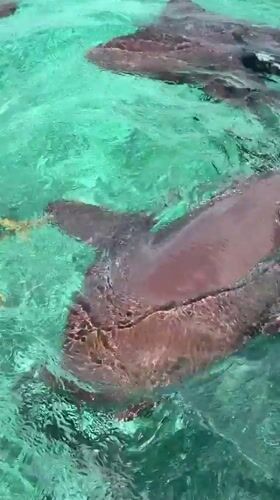 Nurse sharks spotted feeding near San Pedro Town, Belize