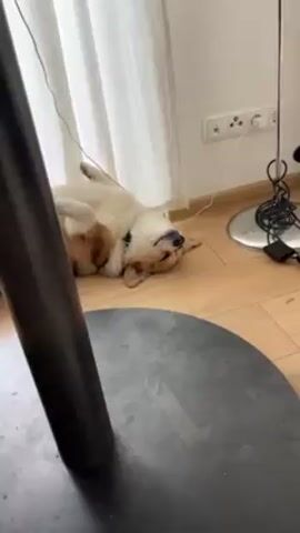 A corgi dog lies on its back on a wooden floor in a room with light-colored curtains. The dog is positioned near a wall with electrical outlets. Next to the dog is the base of a floor lamp with a tangled cord. A black table leg is also visible in the foreground. The dog appears to be sleeping, with its paws in the air.