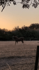 Horses, donkeys, and blackberries at dusk in Dawley