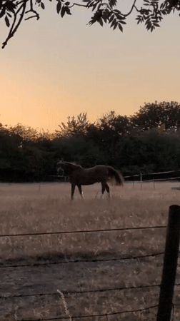 Horses, donkeys, and blackberries at dusk in Dawley