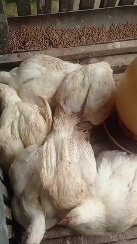 The video shows a group of white chickens resting in a confined wooden enclosure. A feeder filled with brown pellets is visible at the top of the frame, and a yellow water dispenser is also present. The chickens appear to be crowded together, with some of them lying down and others standing. The enclosure appears to be made of rough wooden planks, and the ground is covered with dirt and debris. The lighting suggests it is daytime, possibly outdoors or in a well-lit barn.