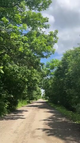 A dirt road lined with lush green trees stretches into the distance. The sky above is a mix of blue with white clouds. The trees cast shadows on the road.