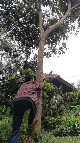 A person is climbing a tree in a garden setting. The person is wearing a brown jacket, dark pants, and is barefoot. They are hugging the tree trunk and using their legs to ascend. The tree has a thick trunk and several branches with dense leaves. The surrounding area is filled with various plants, including green shrubs and red flowers. In the background, there is a glimpse of a roof. The sky is overcast.