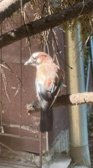 Eurasian Jay spotted moving through evergreen tree in Sofia