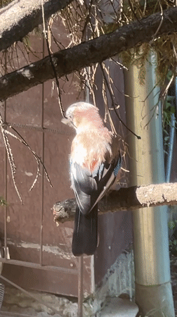 Eurasian Jay spotted moving through evergreen tree in Sofia