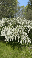 White flowering spirea bush blooms in sunny Carnikava setting