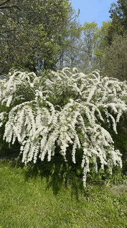 White flowering spirea bush blooms in sunny Carnikava setting