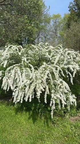 White flowering spirea bush blooms in sunny Carnikava setting