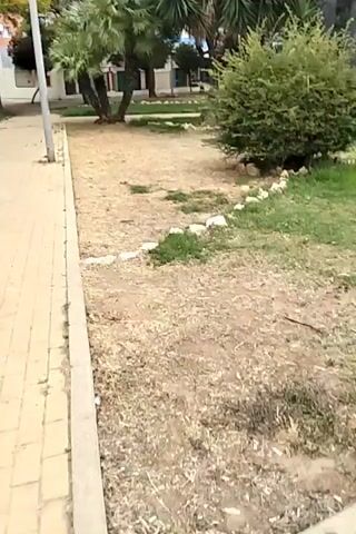 This is a short video clip filmed in an outdoor park or public space. The scene features a paved walkway on the left, bordered by dry, sandy ground with patches of green grass and scattered stones. Beyond the path, there are several types of trees and bushes, including palm trees and a dense green shrub. In the background, buildings, possibly apartment blocks, are visible, along with more trees. The sky is partly cloudy, suggesting it is daytime. There are a few people visible in the distance walking or sitting in the park. The overall impression is a sunny day in a well-maintained urban green space. There is no visible text in the video.