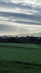 Spring blooms and pastoral scenes captured in Ribeira Grande