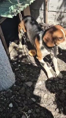 A medium shot shows a tricolored Beagle dog standing on rocky ground, chained to a structure on the left. A person's hands are visible petting the dog's head and face. The dog has brown, black, and white fur and a light-colored collar. The background consists of a concrete wall and some vegetation. The scene is lit by natural sunlight, casting shadows.