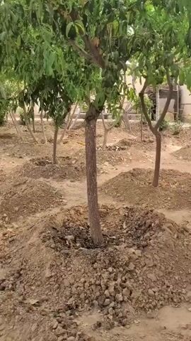 A short video shows a row of young trees planted in a garden or nursery. The trees are spaced apart and each has a mound of soil around its base. The ground is mostly dirt and gravel. In the background, there are some buildings and more trees. The lighting is bright, suggesting daytime. The camera appears to be handheld and moves slightly as it pans across the scene. There are no people or animals visible in the video.