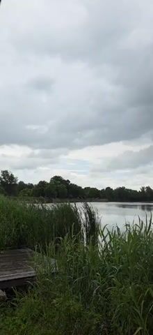 This media file depicts a serene lakeside scene in Серединское, Russia, under a cloudy, overcast sky, suggesting it's likely daytime, perhaps late afternoon or early morning given the subdued light. The foreground is dominated by lush, green reeds and tall grasses that sway gently, some appearing wind-blown. To the left, a wooden jetty or pier is partially visible, hinting at human presence and recreational activity.

The lake itself is calm and reflects the muted tones of the sky, creating a peaceful and slightly melancholic atmosphere. Across the water, a dense line of trees forms the shoreline, with more trees and vegetation extending into the distance. The overall impression is one of natural beauty and tranquility.

There are no visible people in the frame. The main "activity" is the gentle movement of the reeds and grasses, and the stillness of the water, punctuated by the potential for wind or a passing bird. The weather appears to be transitioning, with the heavy clouds hinting at possible rain, adding a dramatic element to the otherwise peaceful landscape. No text is visible in the media file.