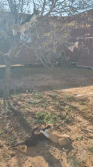 Backyard cat colony in full swing, Alcàsser
