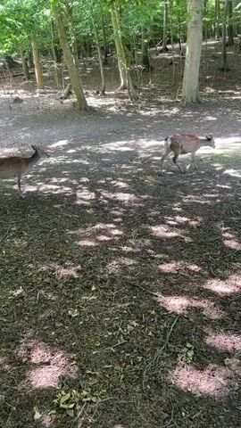 A video captures a woodland scene with two deer. The deer are spotted and appear to be grazing or exploring the forest floor. Sunlight filters through the dense green foliage of the trees, creating dappled patterns of light and shadow on the ground. The terrain is covered with dirt, leaves, and branches. The camera is held at a medium height, offering a clear view of the animals and their surroundings. The video shows no human presence or interaction.