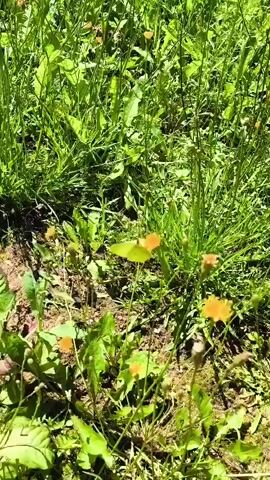 The video captures a close-up, outdoor view of a patch of grass and small orange flowers. A light-colored butterfly with its wings spread is visible in the upper left portion of the frame, positioned above the foliage. The camera pans across the scene, showing numerous small orange flowers scattered throughout the green grass. Some of the flowers are in bloom, while others appear to be buds. The ground beneath the plants is visible in some areas, appearing to be dirt. The lighting suggests it is daytime with sunlight illuminating the scene.