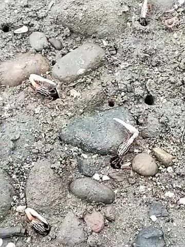 The video shows a close-up view of a muddy and rocky surface with several small holes dug into it. Several crabs are partially visible, with their claws and legs protruding from these holes. The crabs appear to be mostly submerged in the holes, with only their upper bodies and appendages exposed. The environment is a natural setting, likely a beach or mudflat, given the presence of rocks, mud, and holes that resemble crab burrows. The lighting suggests it is daytime.
