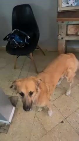 The video shows a medium-sized, tan-colored dog standing on a tiled floor. A black chair with a blue harness on the seat is to the left, and a wooden table with a drawer is to the right. Someone says "vamos", apparently to the dog, and then the camera pans across a living room. The room contains a couch covered with pillows, a small, round table, a wooden dining table with a black chair, and another wooden table. The light is coming from an open doorway to a lush, green outdoor area.