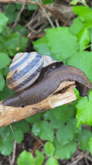 Striped snail documented crawling across concrete and branches in Sochi