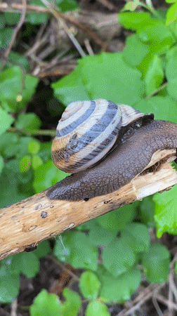 Striped snail documented crawling across concrete and branches in Sochi