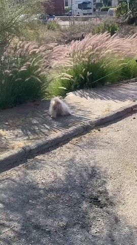 A small, fluffy white dog on a leash is walking next to a person's hand holding the leash. The dog is walking along a concrete path next to a curb, with tall, feathery grass on its right. The grass appears to be windblown. The ground is gravelly and sandy. In the background, there are some parked cars and buildings under a sunny sky. The dog is moving towards the grass.